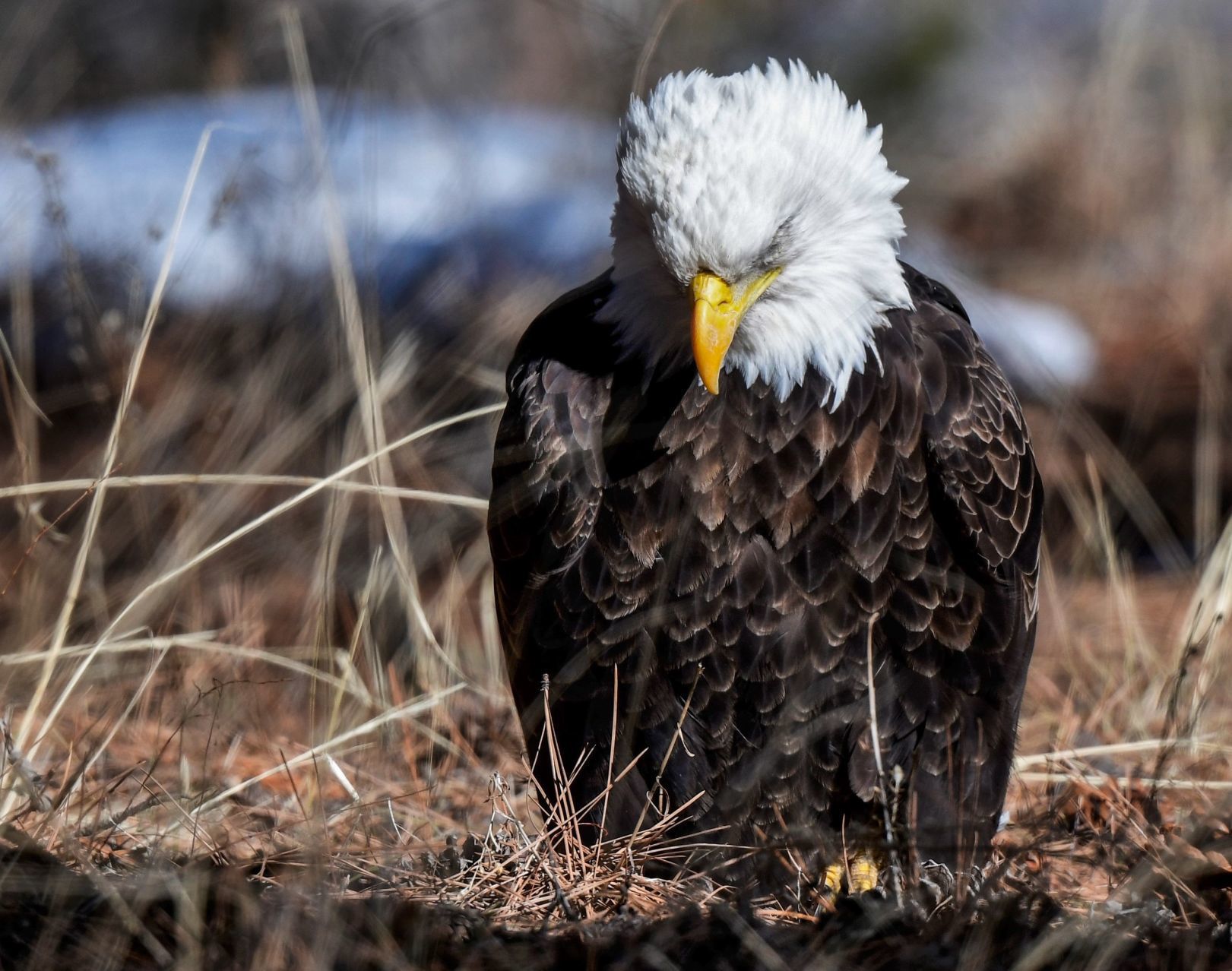 Eagle dies from lead poisoning